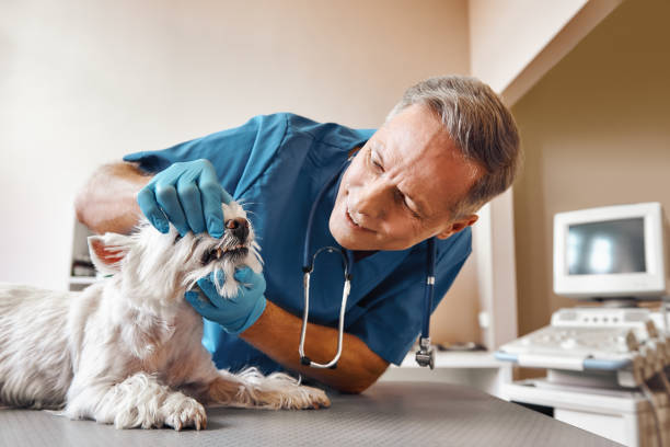 Best Emergency Denture Repair in Whitehouse, OH
